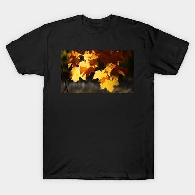 Golden Maple Leaves T-Shirt by Whisperingpeaks